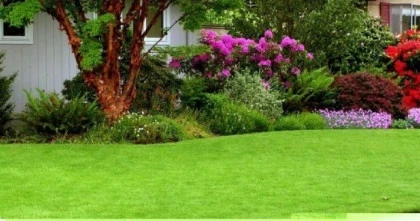 Care sunt cele mai bune seminte de gazon si de unde sa le cumparam? | Nobili Design - imagine galerie 1